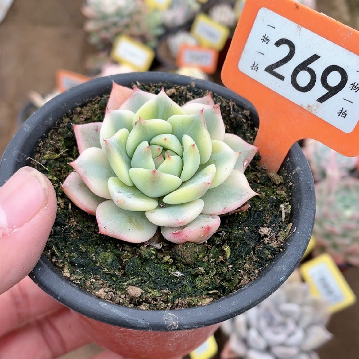 【闪购商品】269号棱镜锦