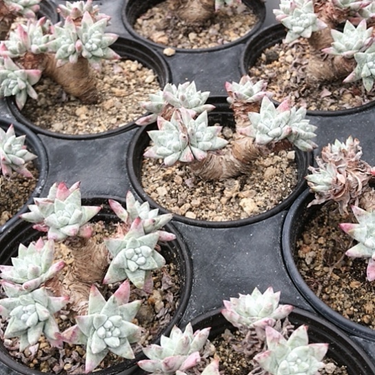 不****名仙女棒仙女棒仙女棒