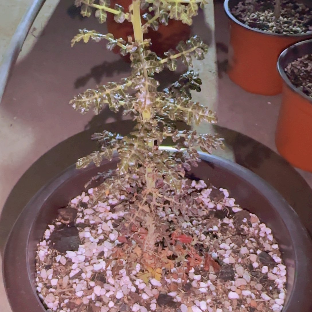 ઇ***ଓ块根植物块根植物