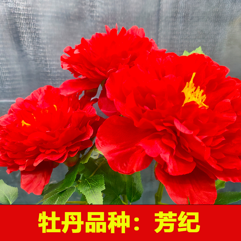 精品牡丹花苗 芳纪 庭院地栽盆栽开花大花期长易养活