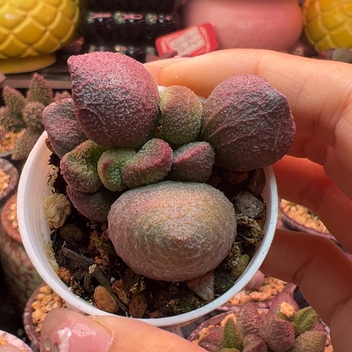               水蜜桃。  
