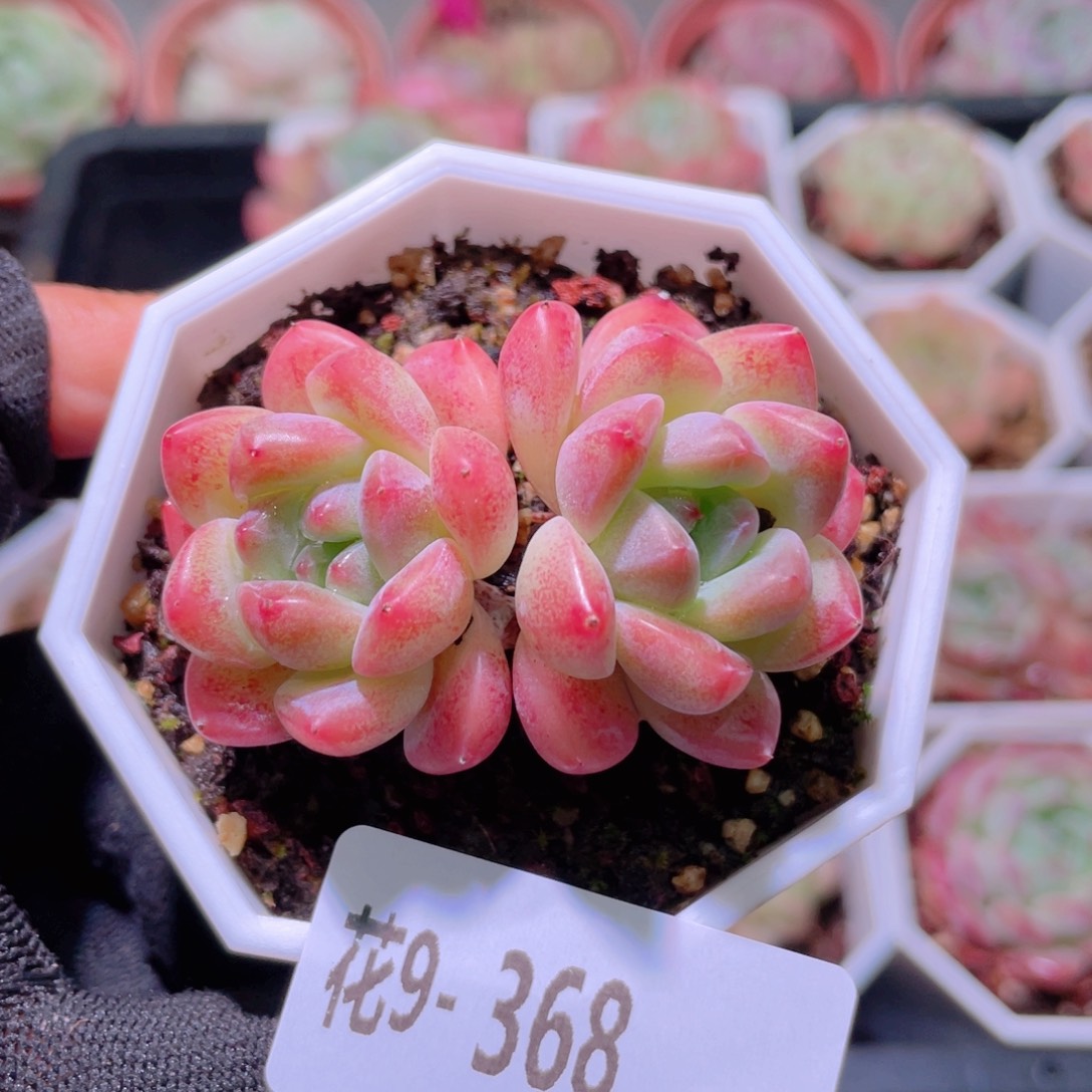 花利美9-368刚毅