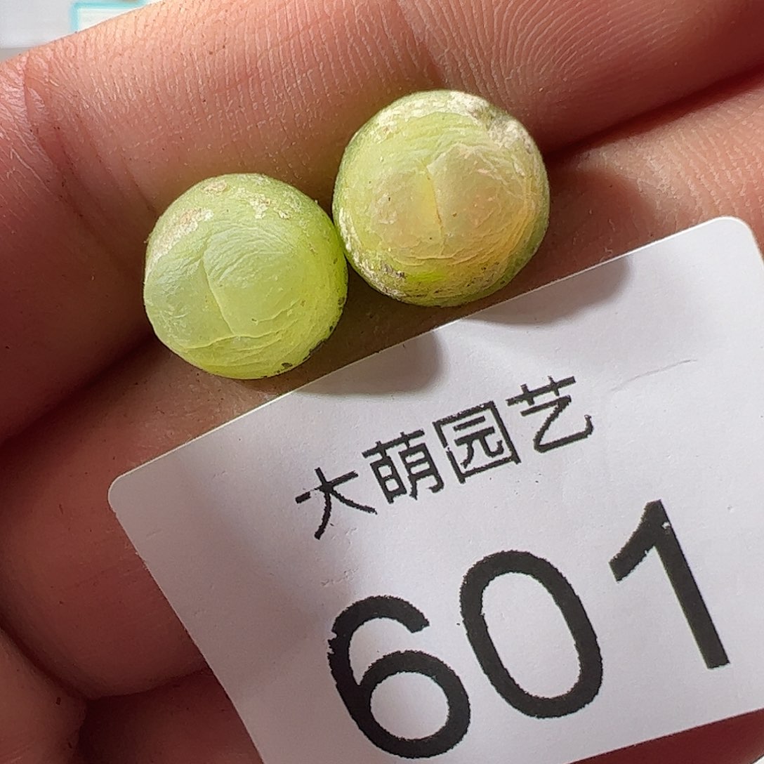 0000601 一物一拍……