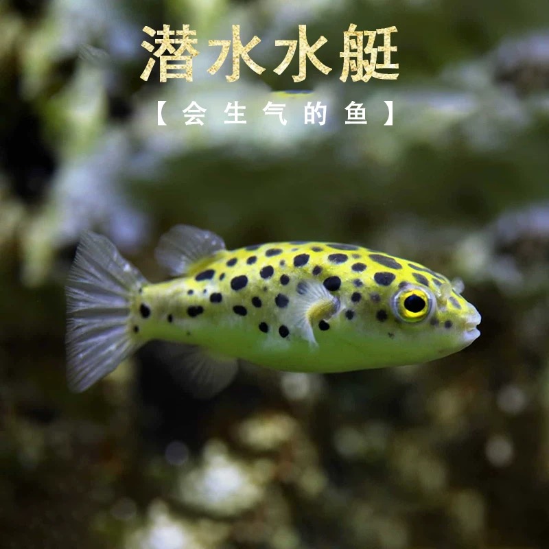 河豚金娃娃潜水艇小型热带鱼淡水好养活会生气鼓肚子的鱼