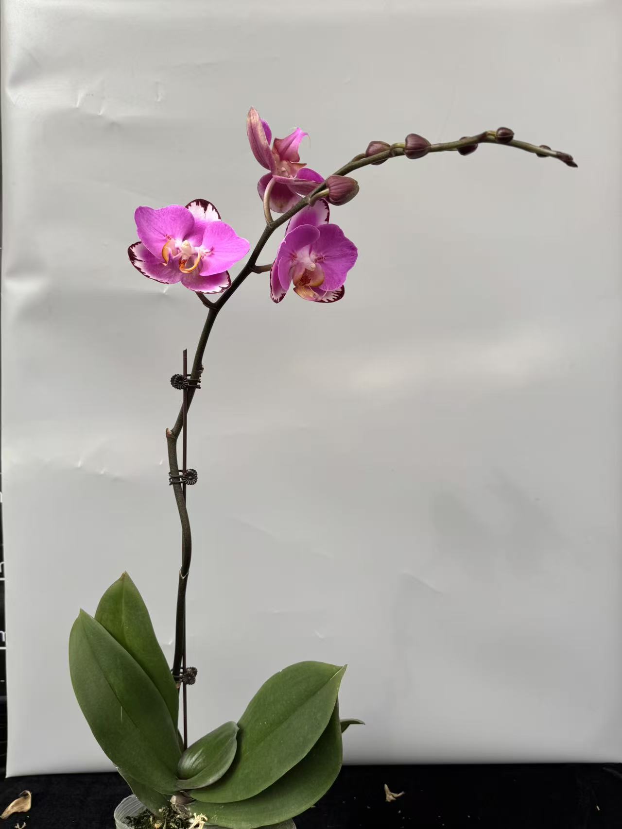 蝴蝶兰【黑蝙蝠】昆明直发