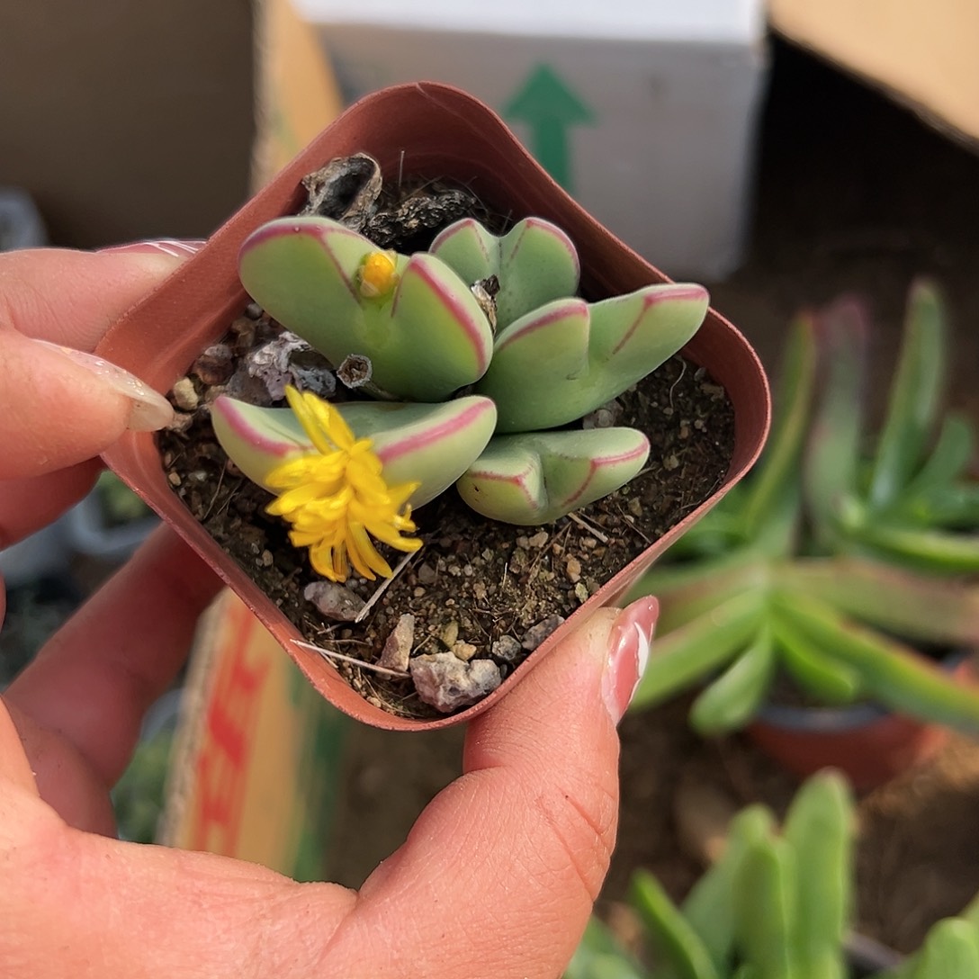 多肉植物多肉植物