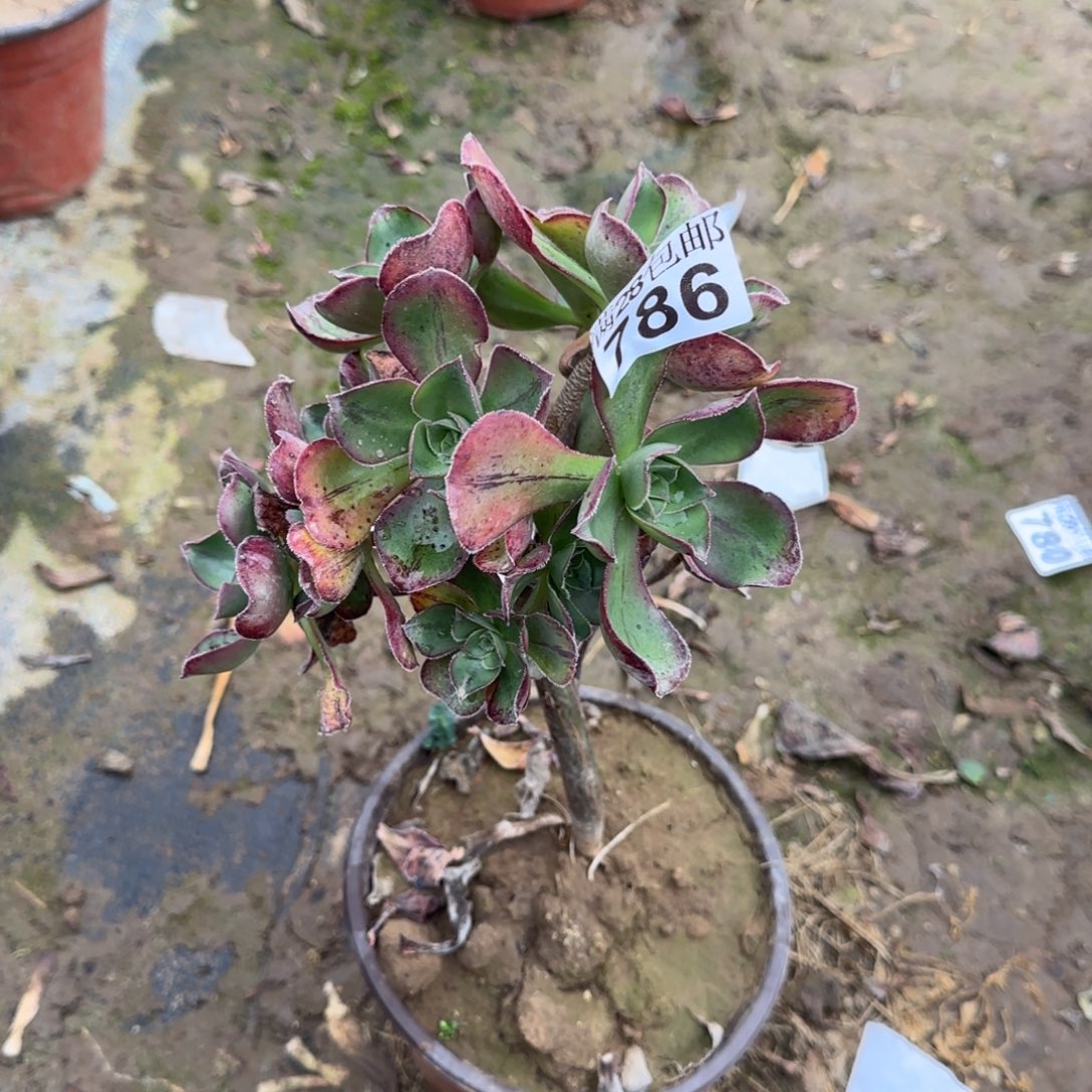 红富士多肉786满28包邮断枝不包