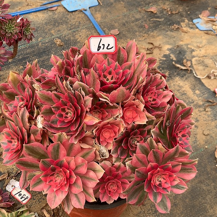 粉女巫多肉植物672