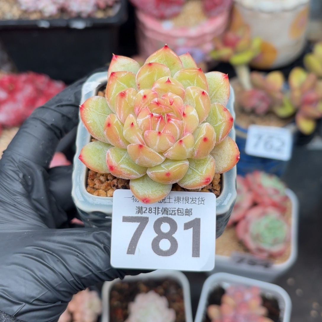 雪花珍妮无盆土发货