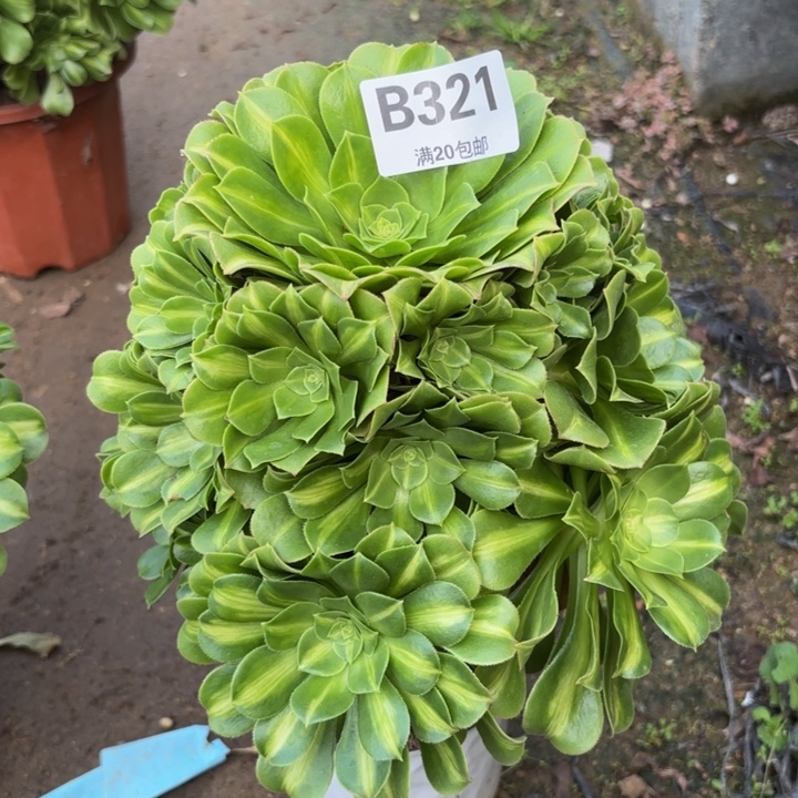 瑞妈多肉植物，321翡翠琉璃