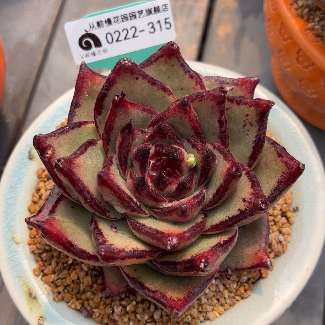 从前慢多肉精选编号0222.315