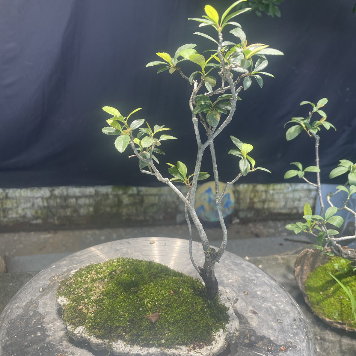 海岛春花茶台小品