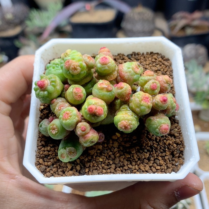 高沙石化小红点脱土多肉