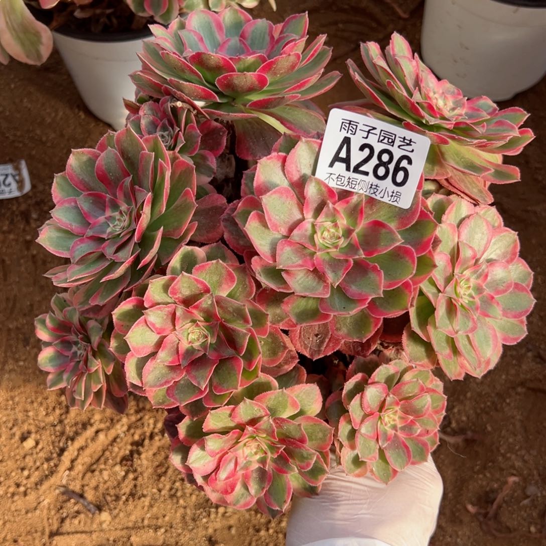 286云荷尺寸20左右