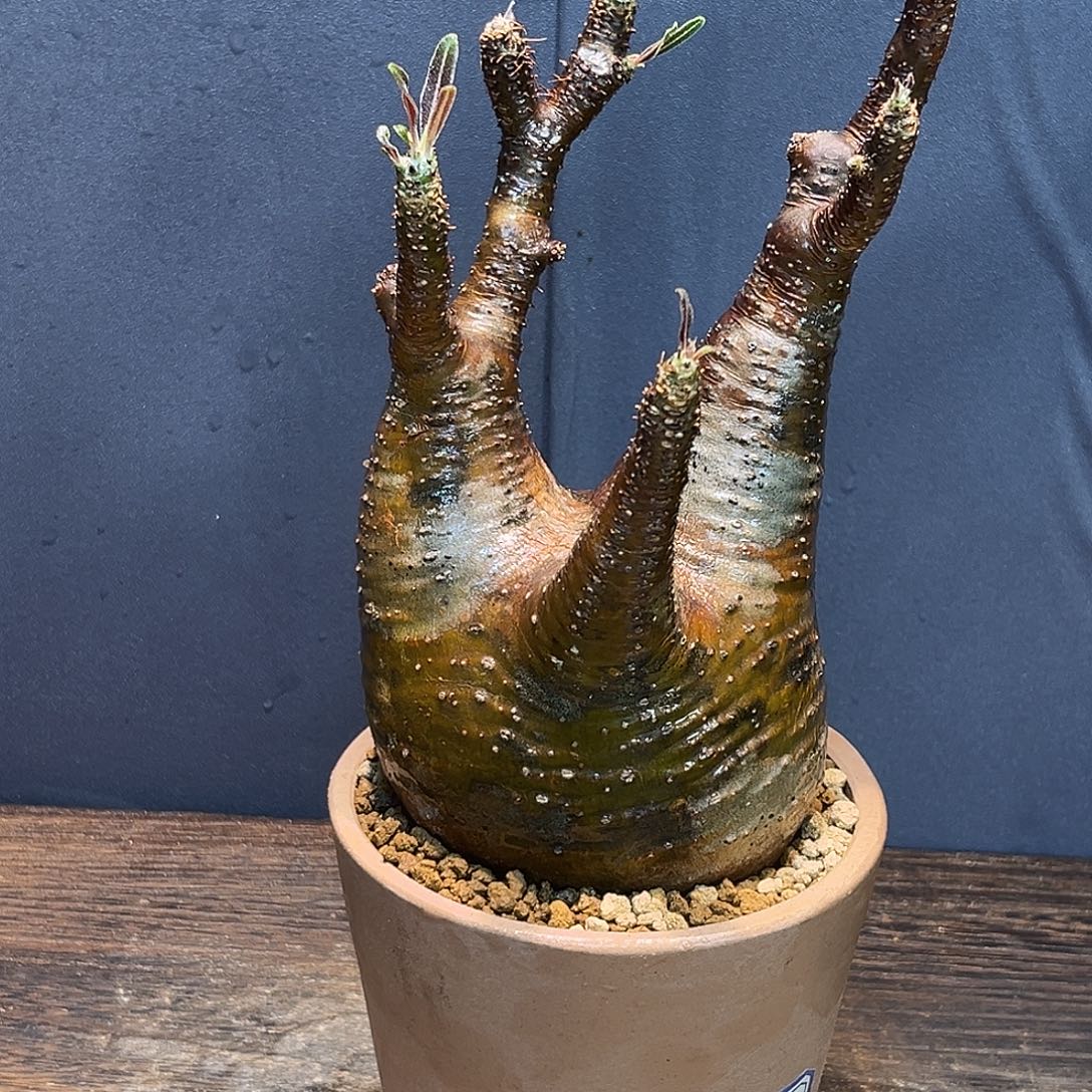 宫ZzzzzzzzzzzzZzzzzz