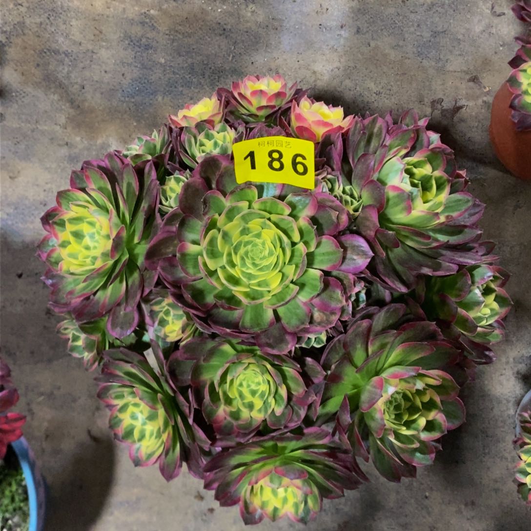 映*多肉0000186海王