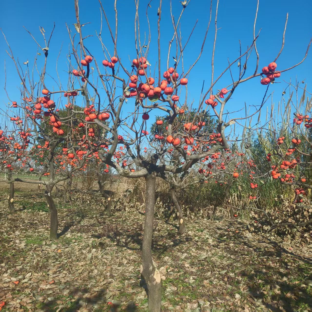 庭院种植盆栽地栽老桩柿子树原土球好种植挂果时间长抗寒耐热