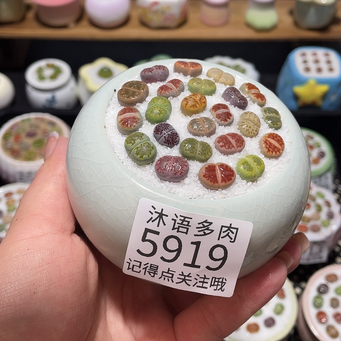 带盆土植物 一物一拍5919