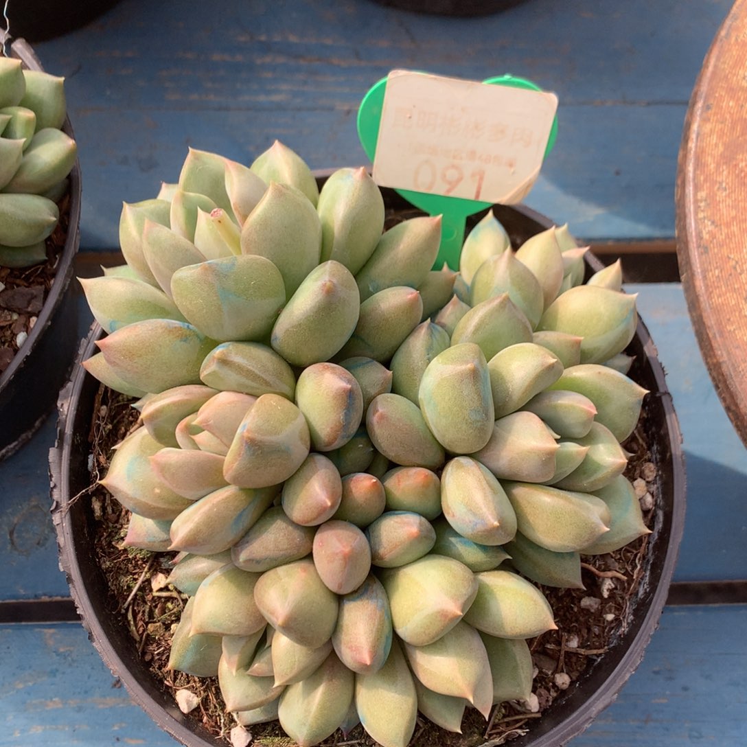 红象牙矮桩平头091