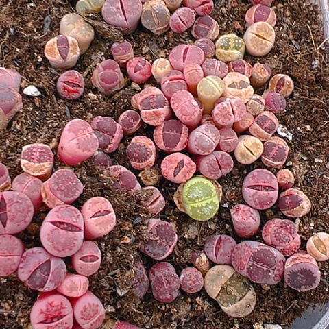 【闪购商品】24456