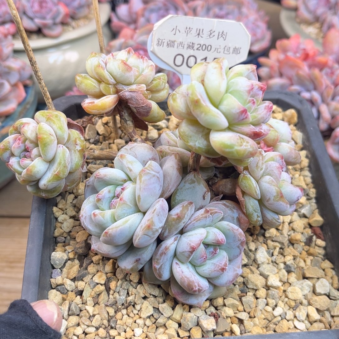 绿底紫心015/13cm8头