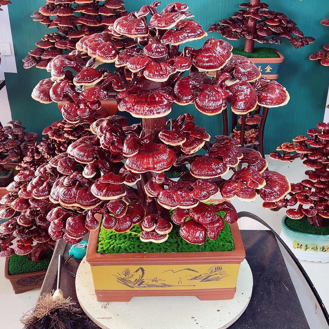 【闪购商品】无花朵