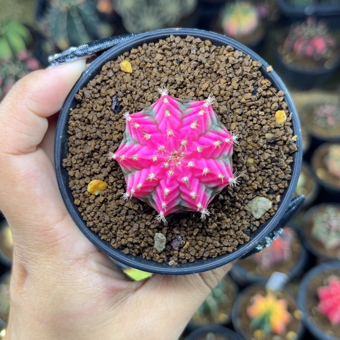 泰系米哈锦 有伤福利带盆土