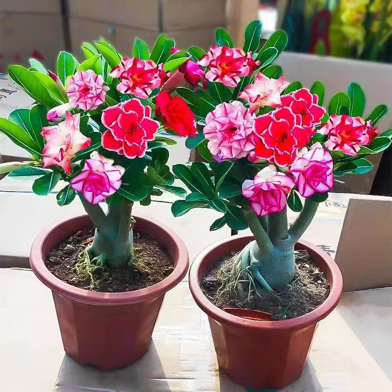 混色沙漠玫瑰花苗盆栽室内外绿植四季开花可爱花卉