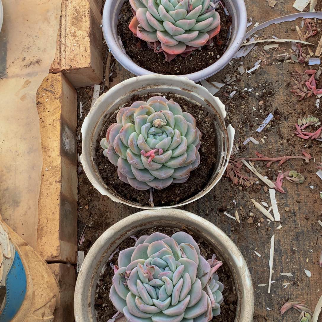 单头雪眉多肉植物