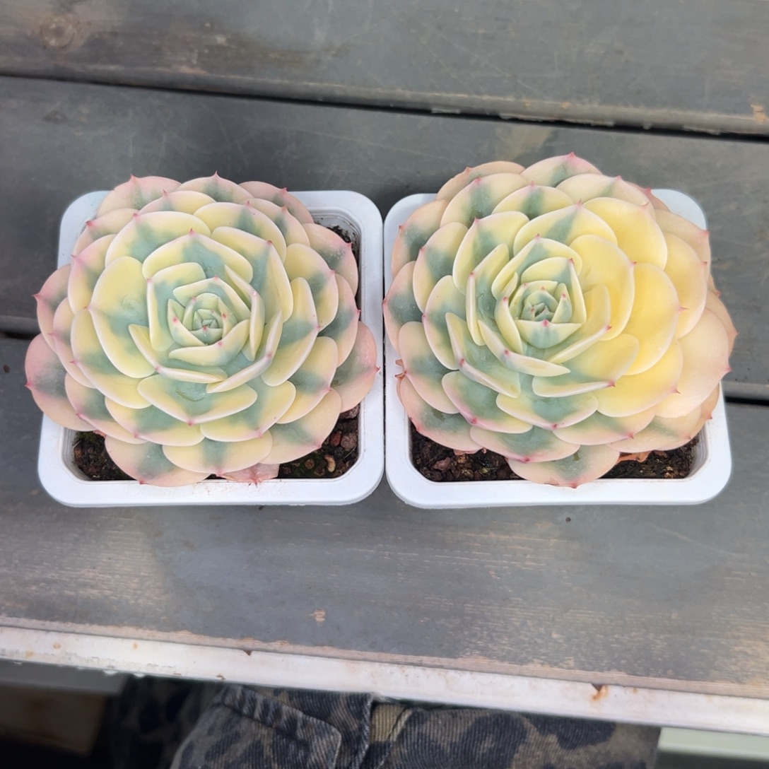 从前慢花园多肉精选编号1.3雨蝶锦