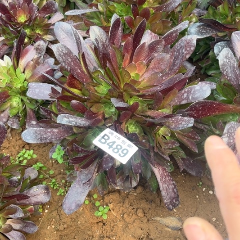 489梅花不包断枝