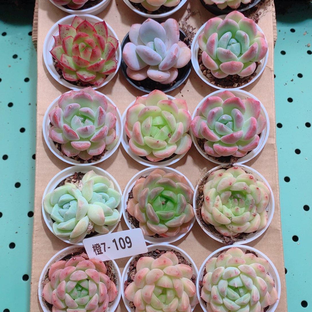 7-109一物一拍带盆18颗