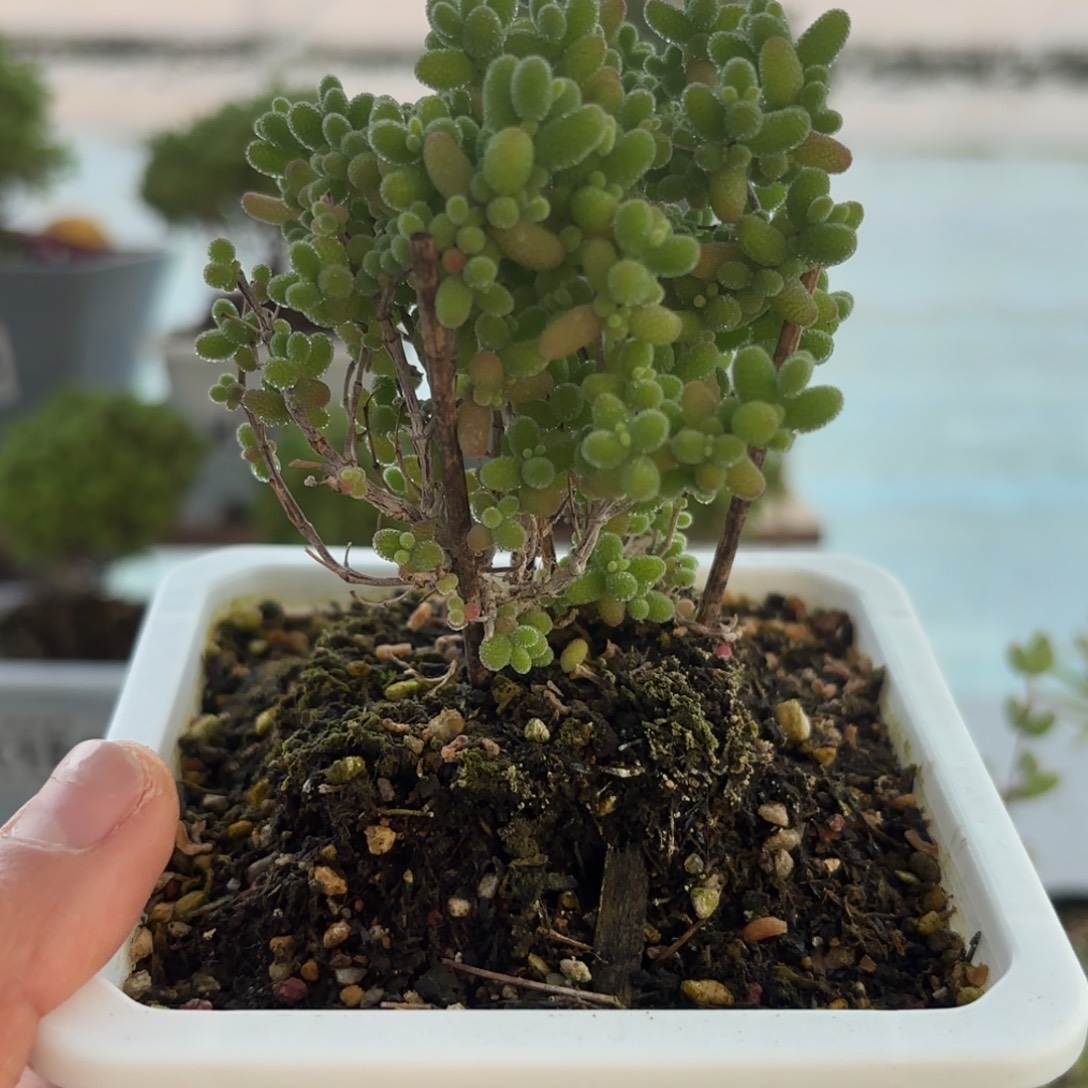 382蜜橘糖球枝干福利