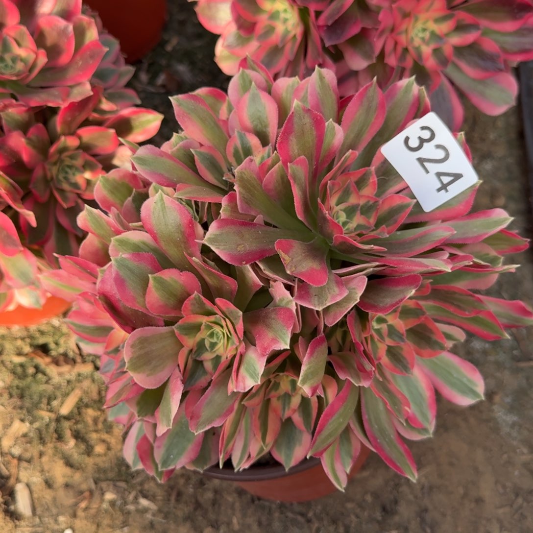 粉女郎法师多肉324号法师多肉