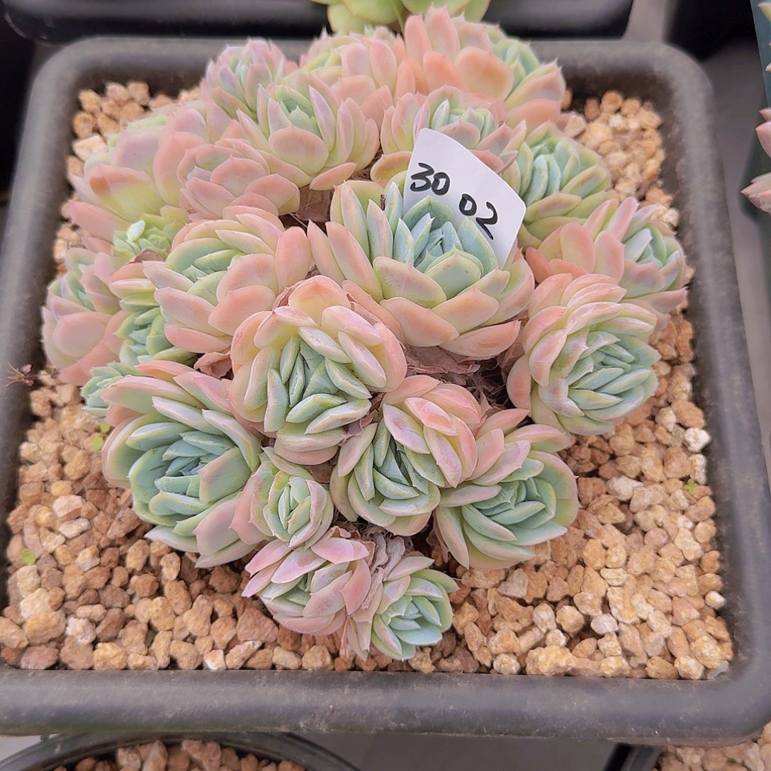 恩***宝3002希纳多肉植物