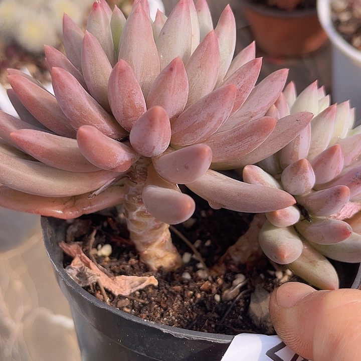 水晶球0947多肉植物