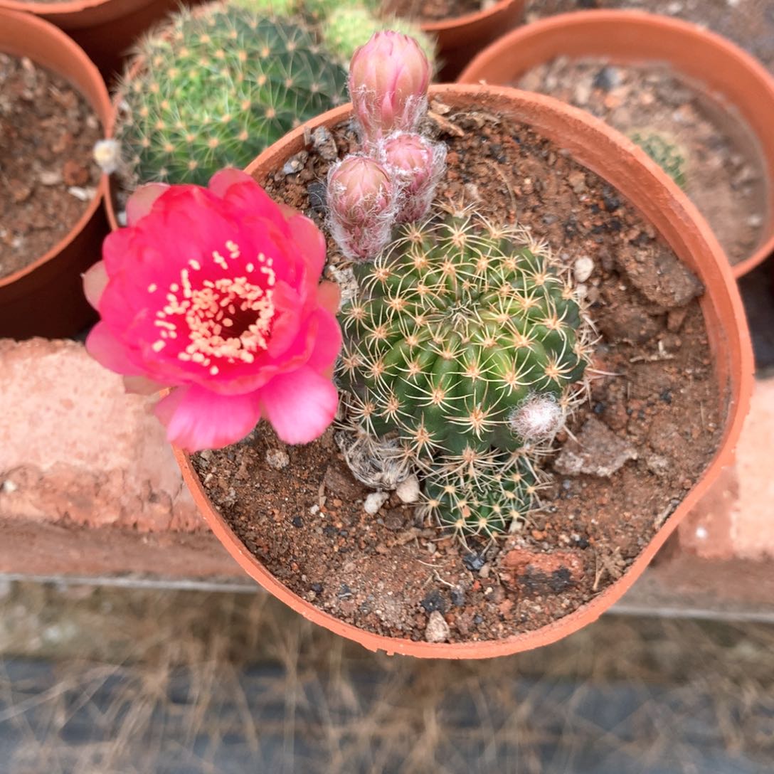 就****！9811实生丽花10公分杯