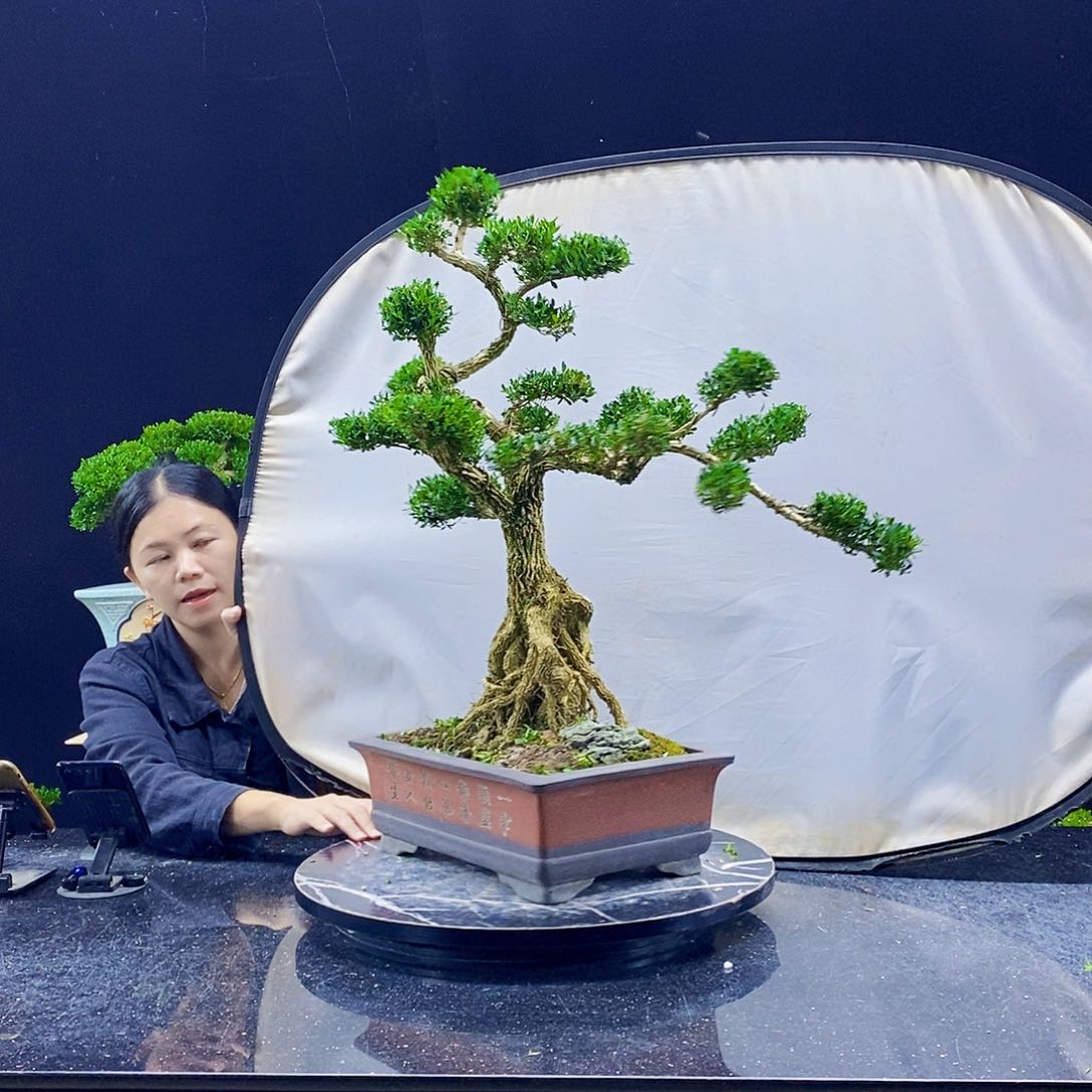 无花朵黄杨盆景造型