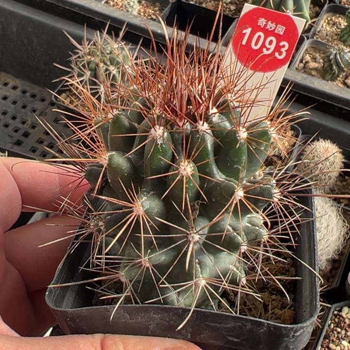 实生狂刺玄武玉5.5cm