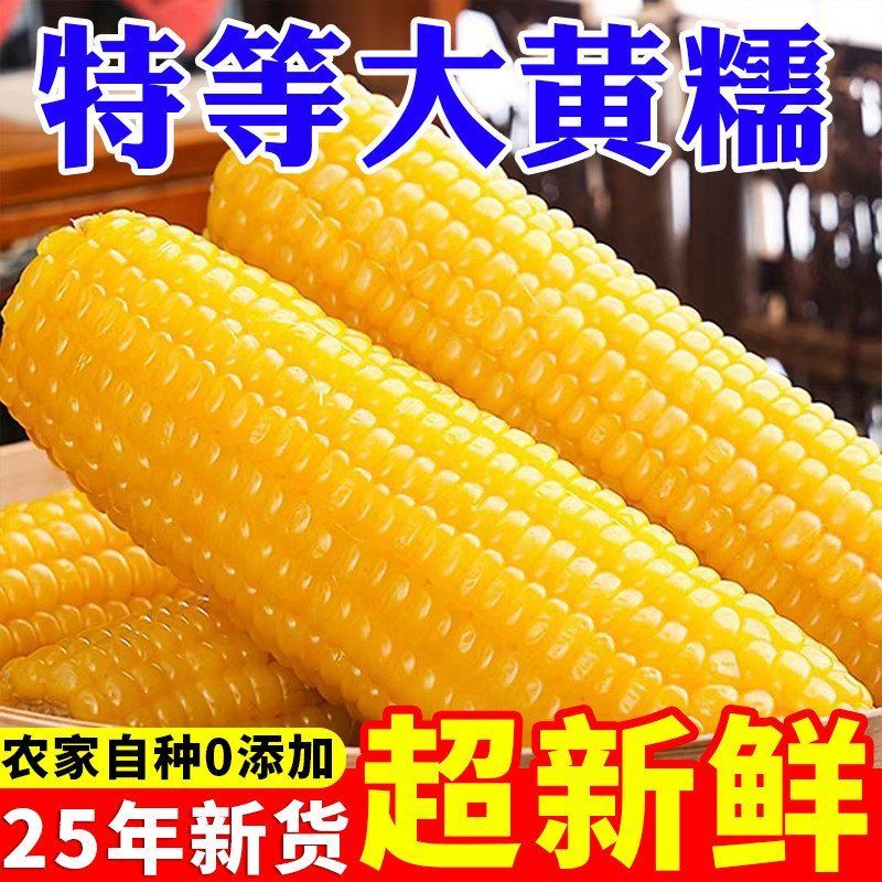 【试吃2根】东北黄糯玉米12支*300g【整箱7-7.5斤】真空锁鲜包装