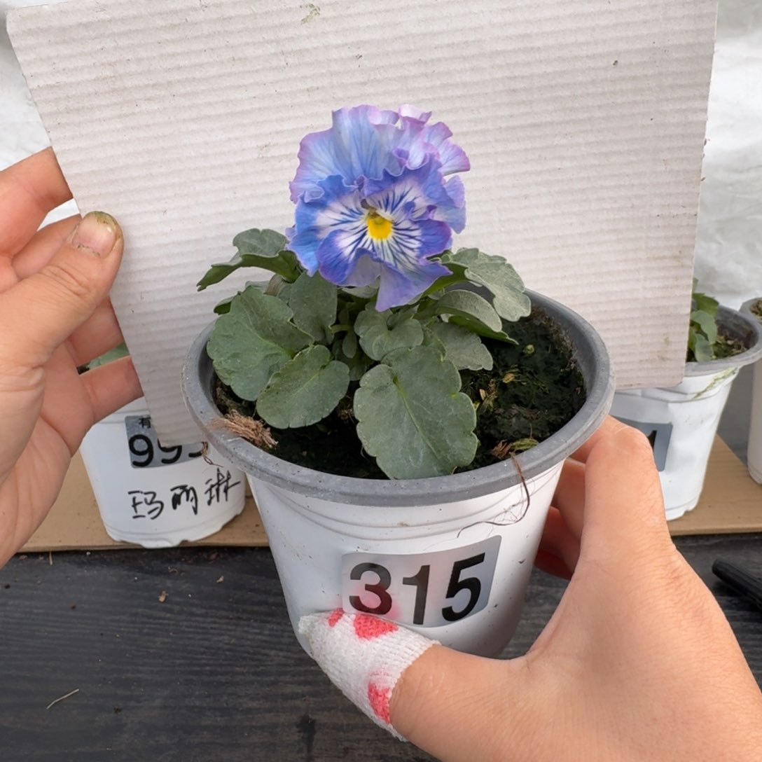 全部花朵315号角堇