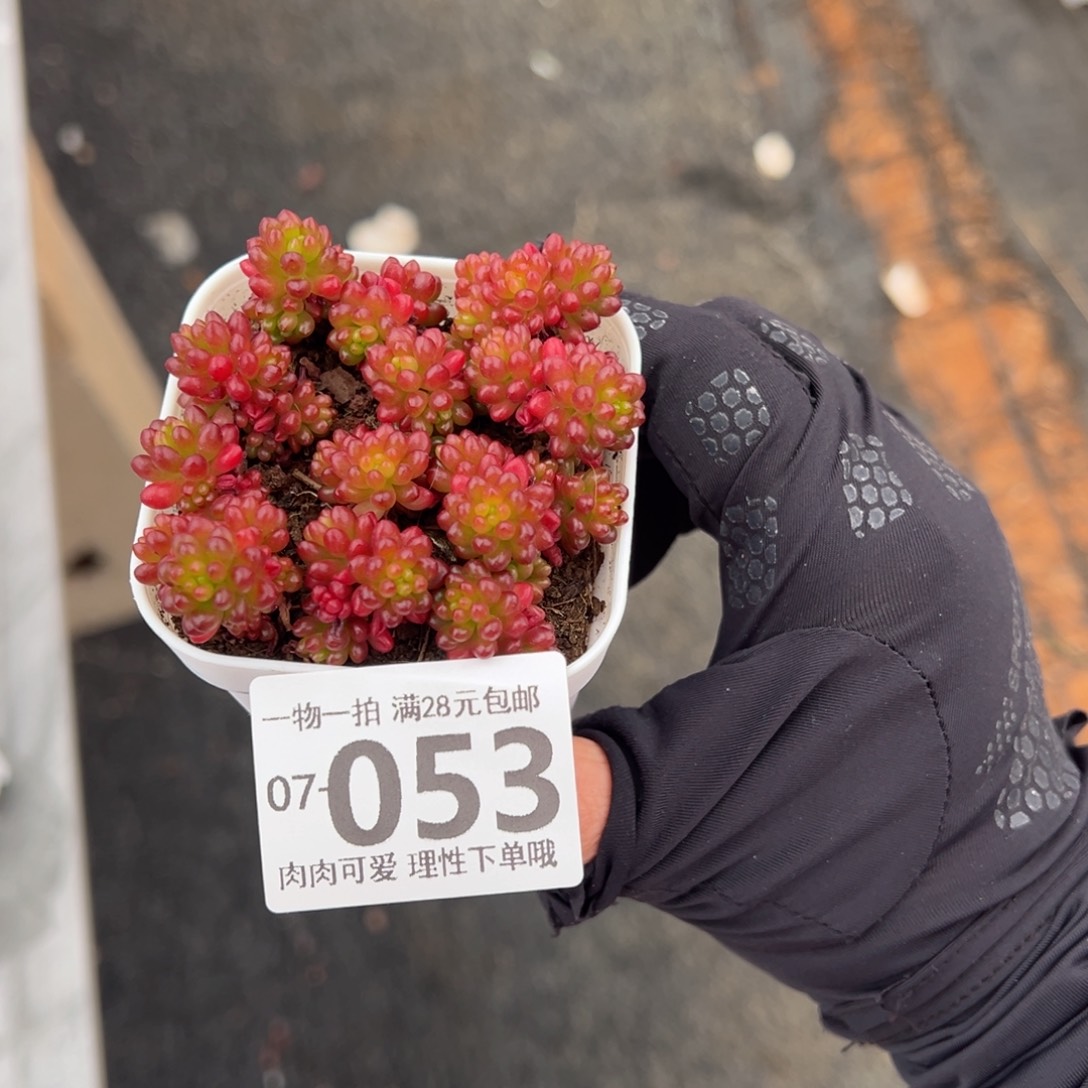 红浆果多肉多肉多肉多肉