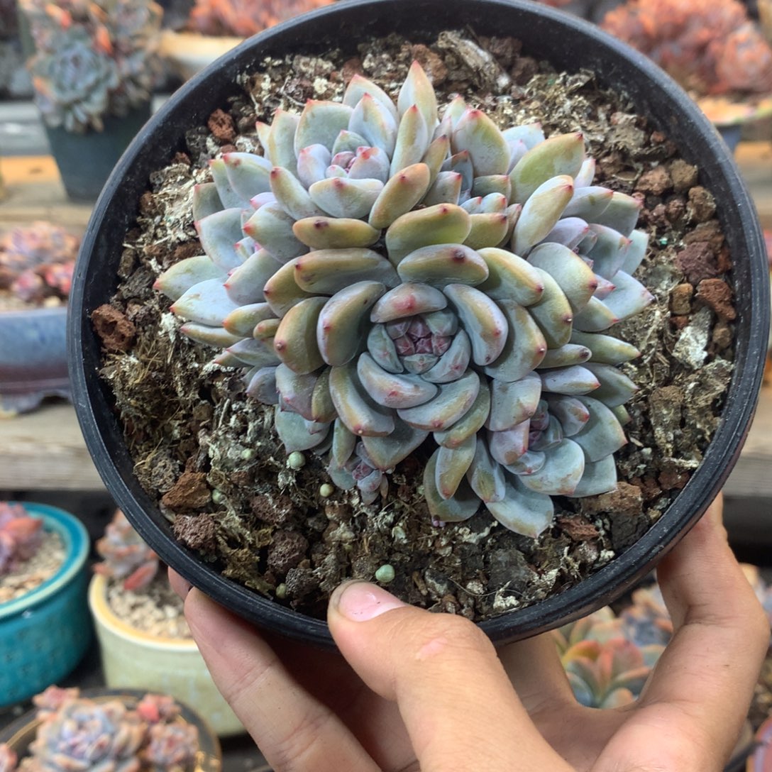 石榴籽无砍全趴地