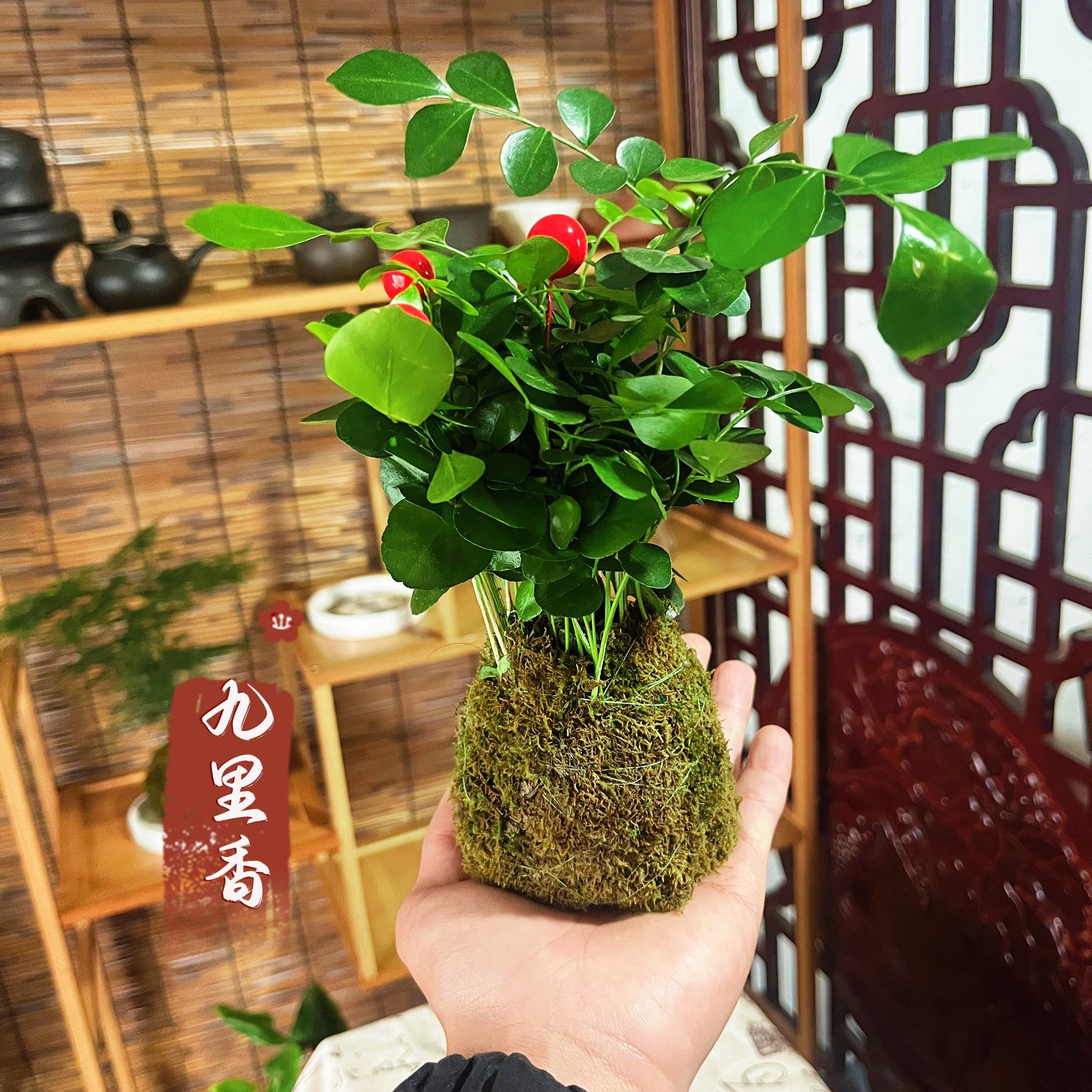 九里香苔藓球新中式创意绿植室内桌面好养花卉