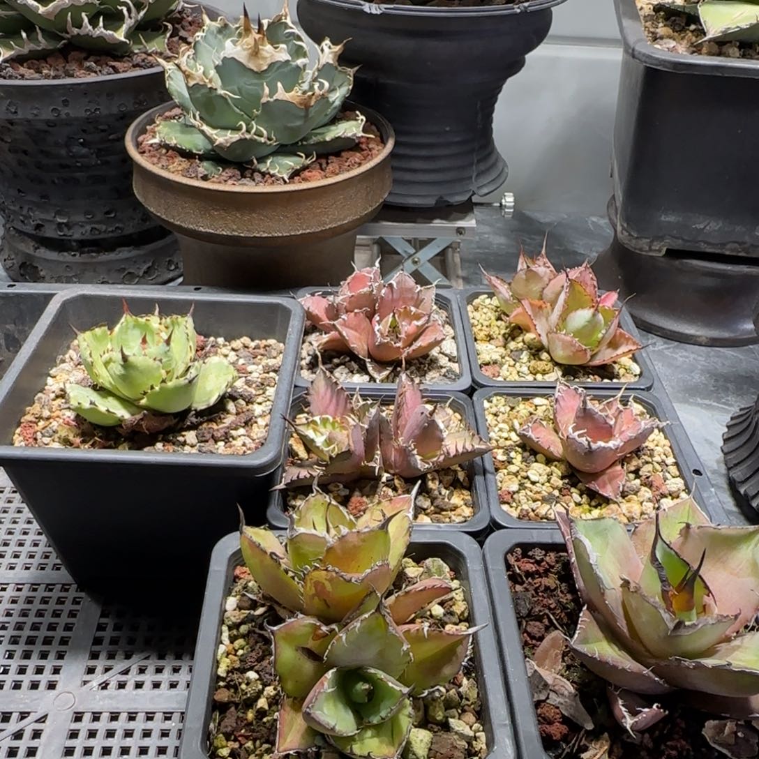 新手套餐7棵啦啦啦啦