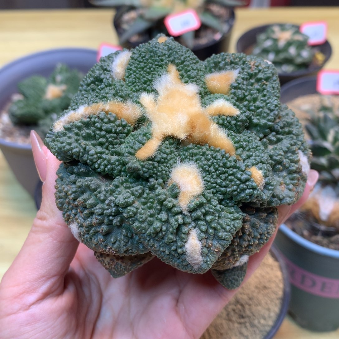         21号  自根 出根芽大尤龟甲连山8.5公分