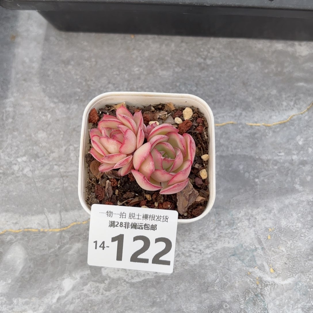 牡丹亭双头多肉多肉