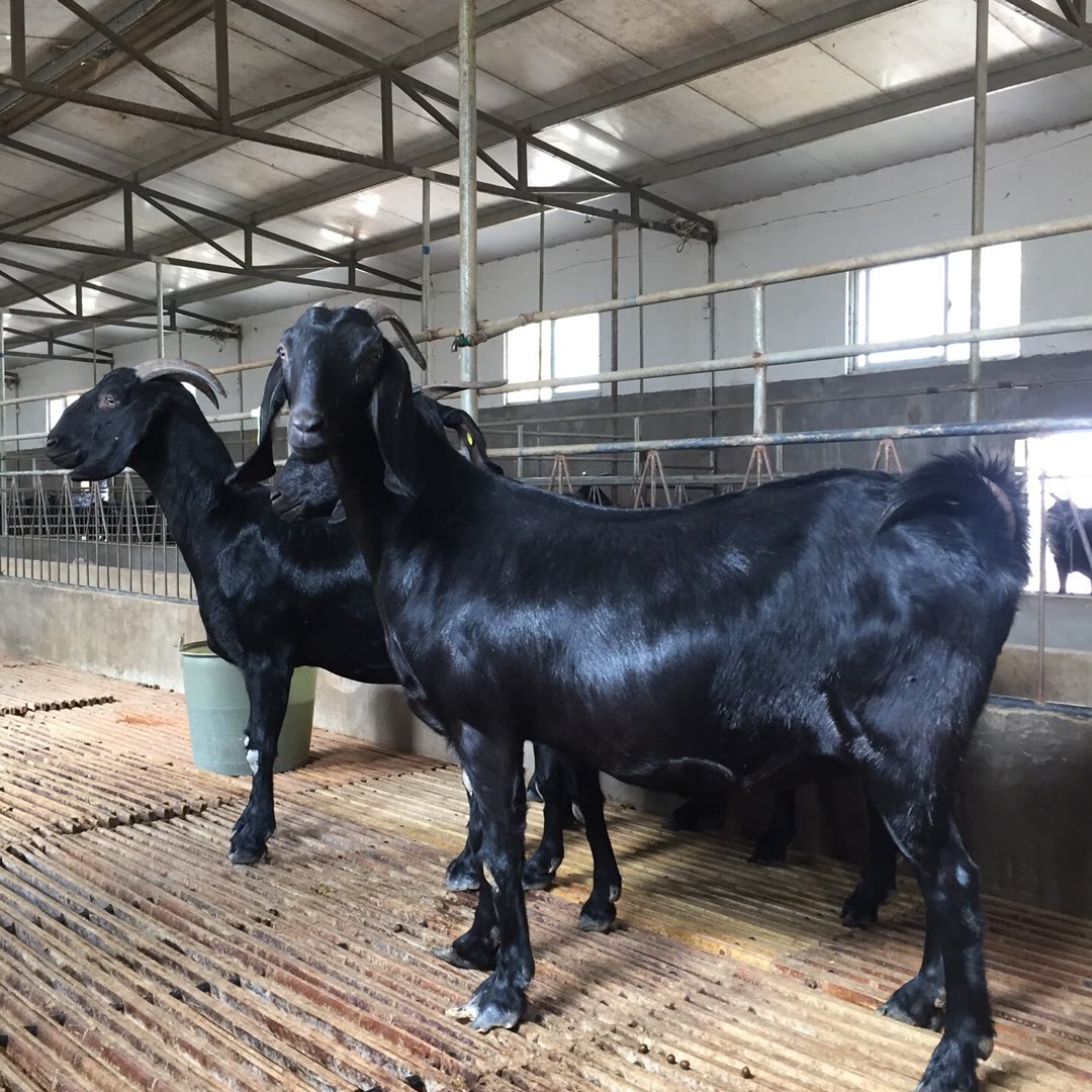 养殖（天然养殖纯种努比亚黑山羊怀孕母）75斤
