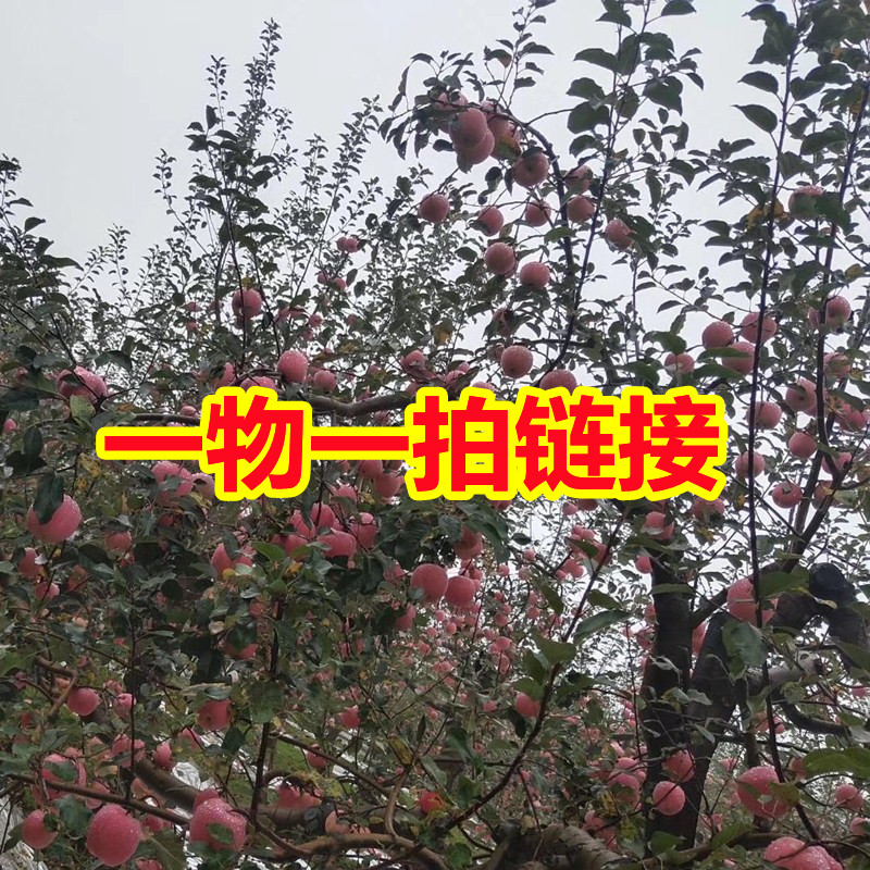 【一物一拍】苗木 盆栽 地载 庭院种植 绿植 花卉