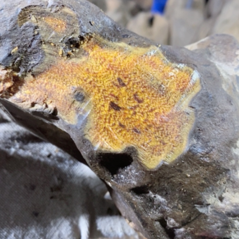 【闪购商品】贡木其他金****8私人订制